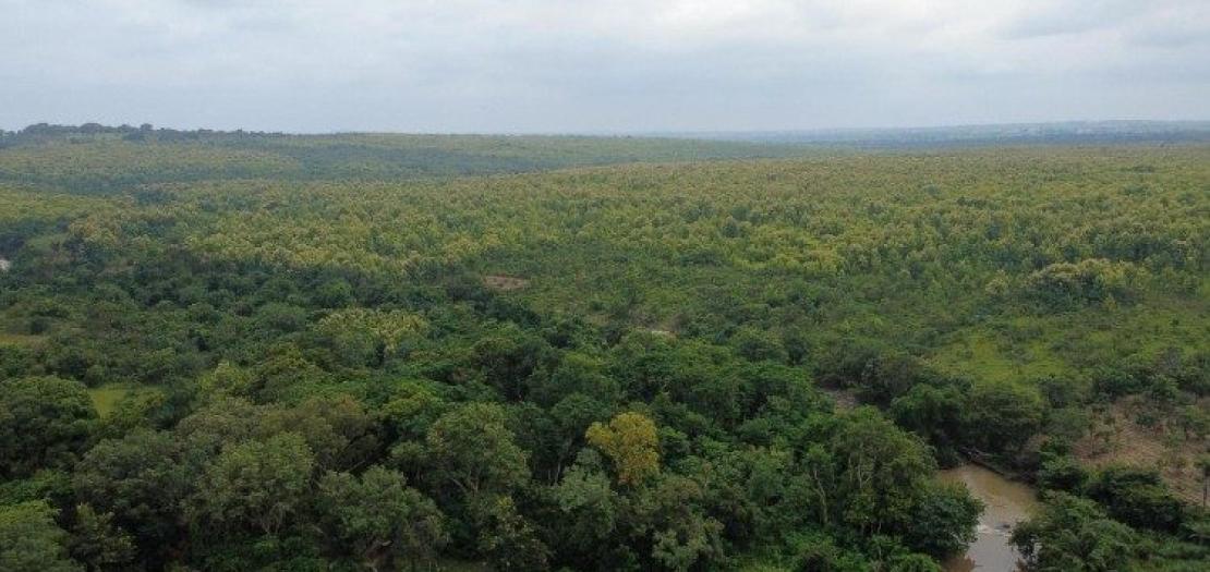 A forest in Nigeria
